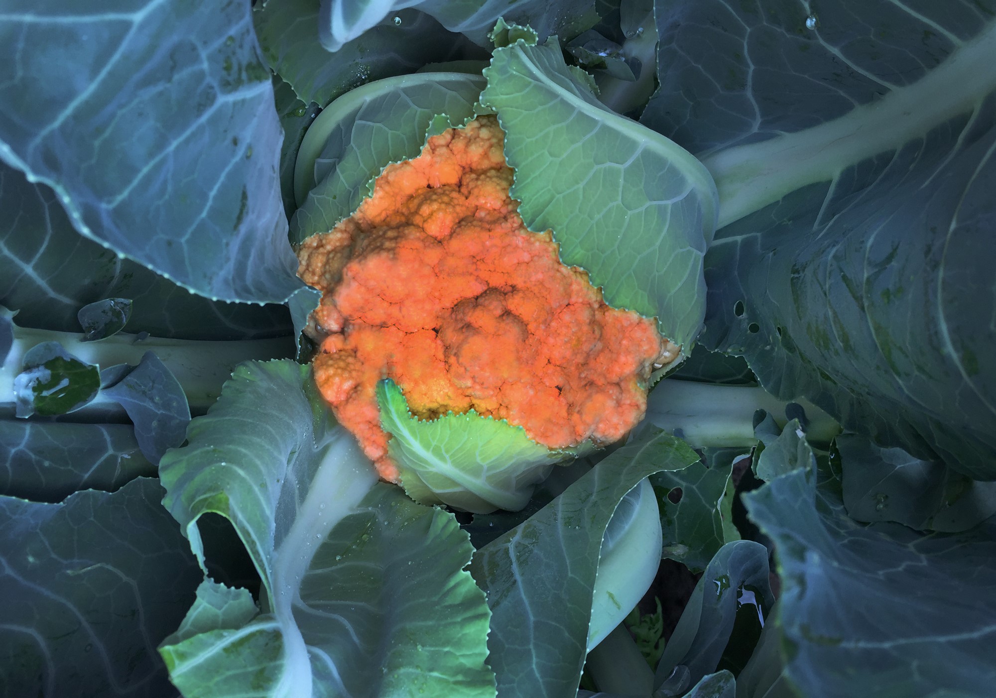 Orange blomkål